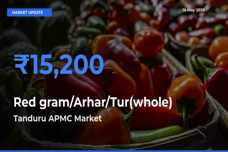Tanduru APMC Tops Red gram/Arhar/Tur(whole) Rates – May 14 Market Update