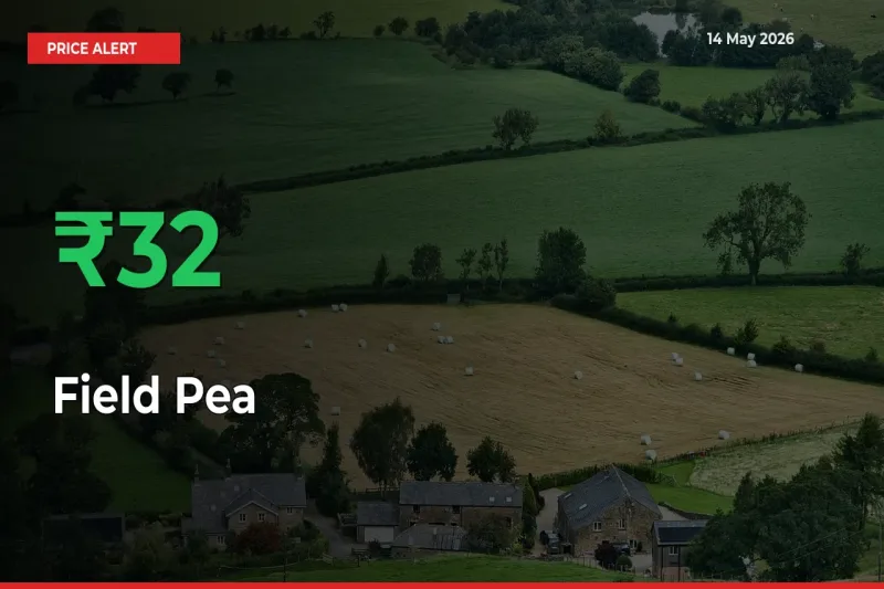 Why Field Pea Prices Rose 32.05% in a Day at Mandis