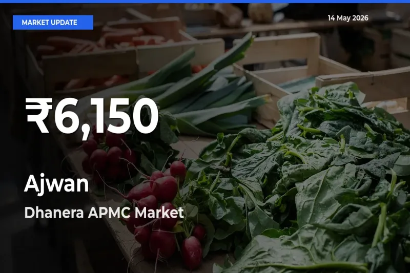 Big Drop! Ajwan Slides to 30-Day Low at Dhanera APMC