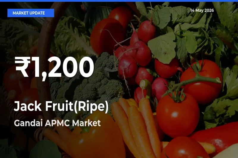 Jack Fruit(Ripe) Prices Touch 30-Day Low in Gandai APMC – May 14 Update