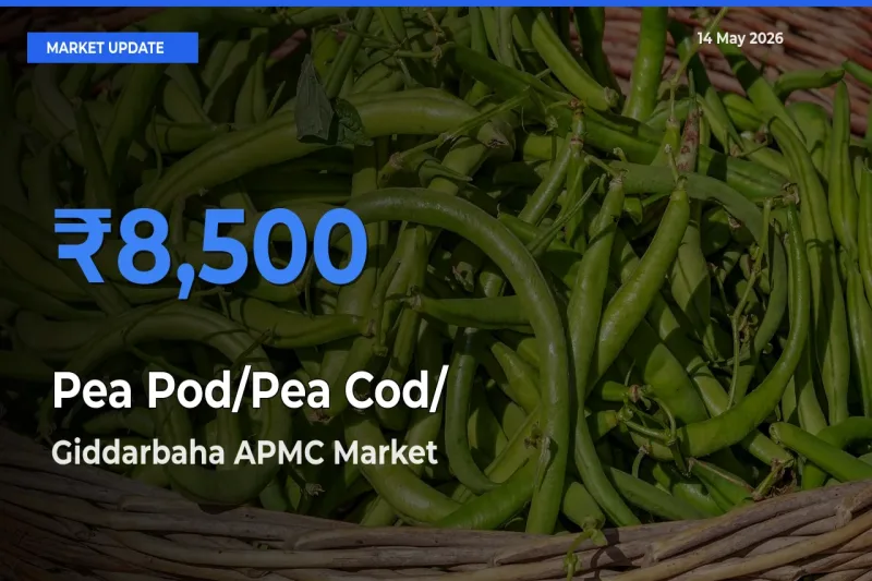 Giddarbaha APMC Tops Pea Pod/Pea Cod/हरी मटर Mandi Rates Today