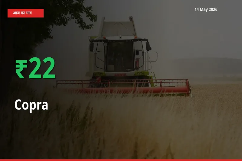 बाज़ार संकेत: सूखा नारियल के भाव मंडी में 21.95% ऊपर