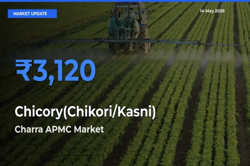 Top Performer! Charra APMC Offers Best Chicory(Chikori/Kasni) Price Today