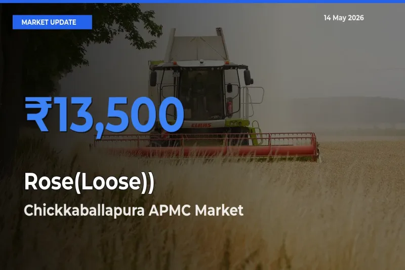 Rose(Loose)) Mandi Rate Today: Chickkaballapura APMC Tops the List