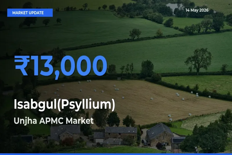 Market Watch: Unjha APMC Becomes Top Mandi for Isabgul(Psyllium)