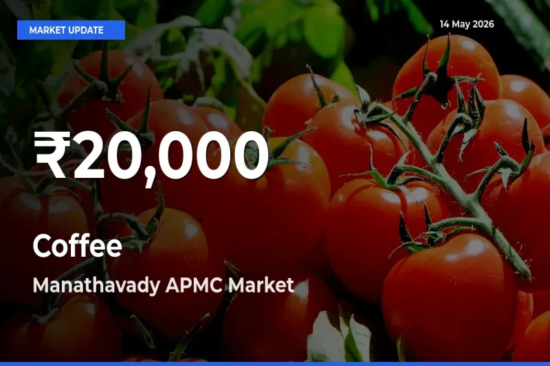 Coffee Mandi Rate Today: 30-Day Low Recorded in Manathavady APMC