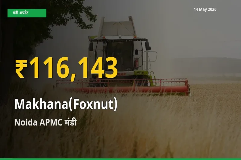 आज का मंडी भाव: Noida APMC में मखाना सबसे ऊँचे स्तर पर