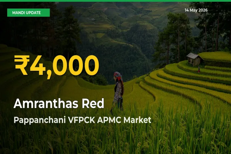 Amranthas Red Mandi Rate Surges Today in Pappanchani VFPCK APMC – Highest Level in 30 Days