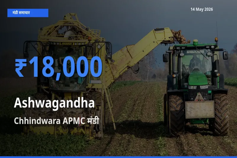 आज का मंडी भाव: अश्वगंधा के सबसे ज़्यादा दाम Chhindwara APMC में