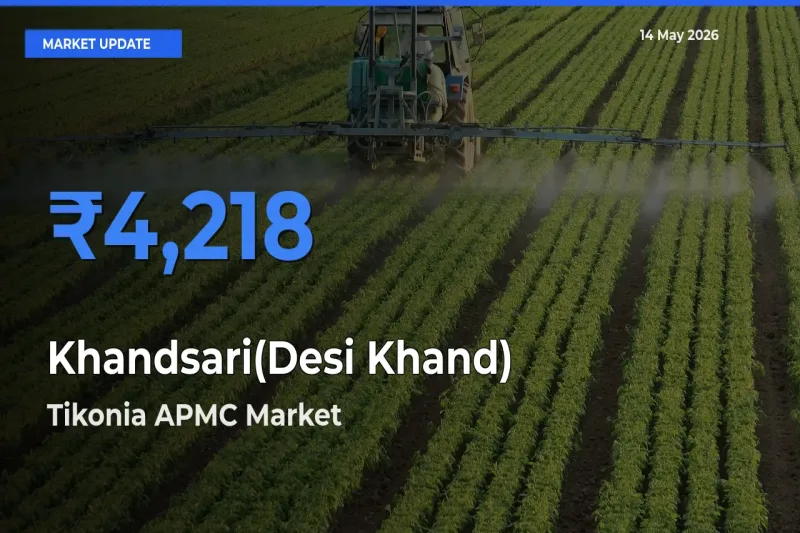 Tikonia APMC Records Highest ₹4,218 Rate for Khandsari(Desi Khand)