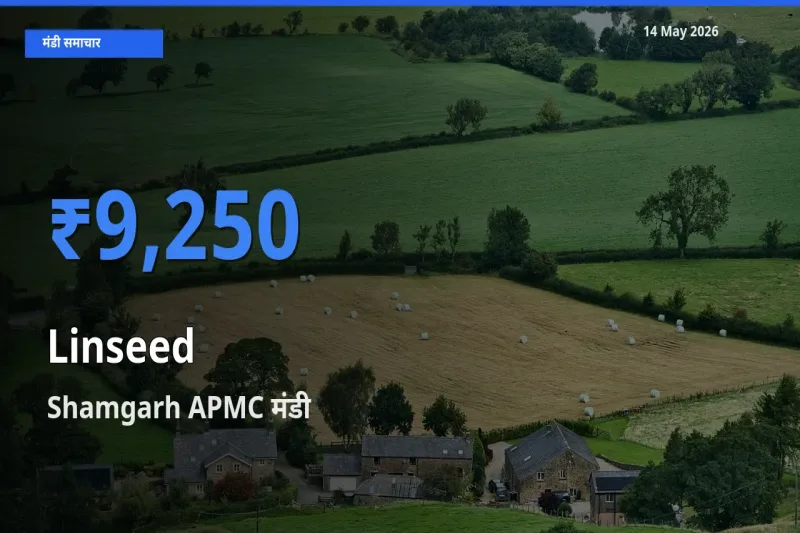 आज अलसी के सबसे ज़्यादा दाम Shamgarh APMC मंडी में दर्ज