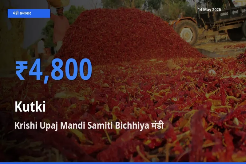 Krishi Upaj Mandi Samiti Bichhiya में कुटकी का आज सबसे ऊँचा भाव