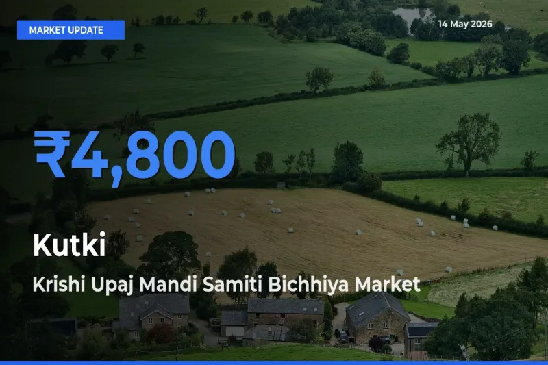 Kutki Mandi Rate Today: Krishi Upaj Mandi Samiti Bichhiya Tops the List