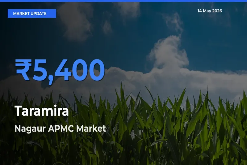 Nagaur APMC Tops Taramira Mandi Rates Today