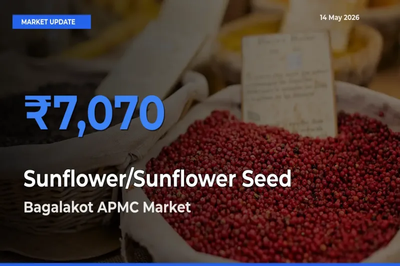 Bagalakot APMC Offers ₹7,070 – Highest Sunflower/Sunflower Seed Rate Today