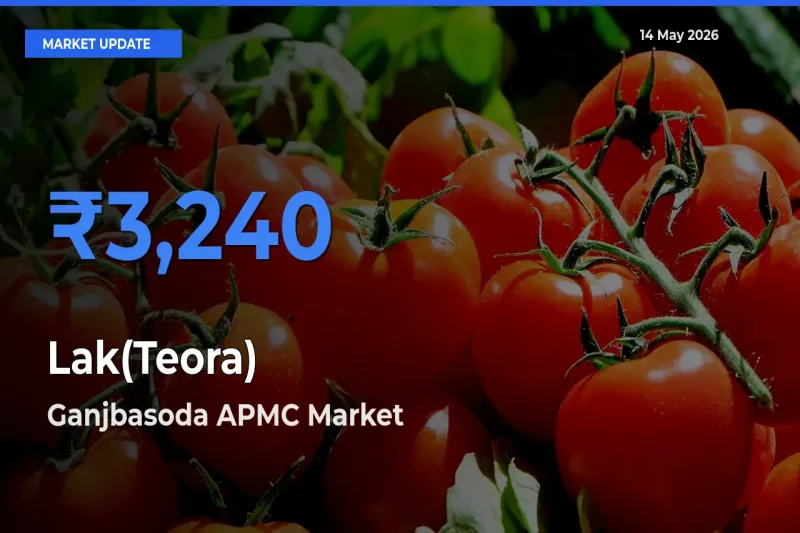 Market Watch: Ganjbasoda APMC Becomes Top Mandi for Lak(Teora)