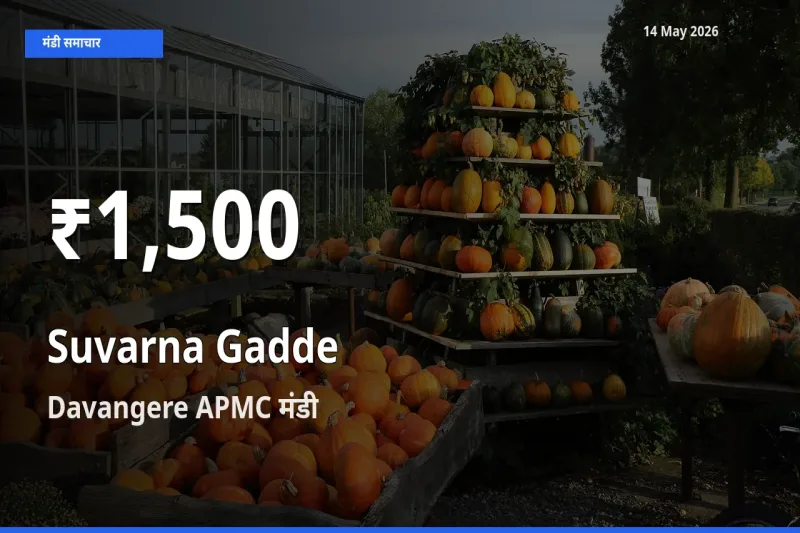 रिकॉर्ड गिरावट नहीं, लेकिन 30 दिन का न्यूनतम! Davangere APMC में सुवर्णा गद्दे(सूरन) के दाम फिसले
