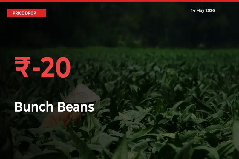Why Bunch Beans Prices Fell 19.84% in a Day at Mandis