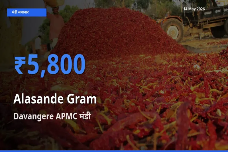 आज लोबिया (चावली) के सबसे ऊँचे दाम ₹5,800 Davangere APMC मंडी में