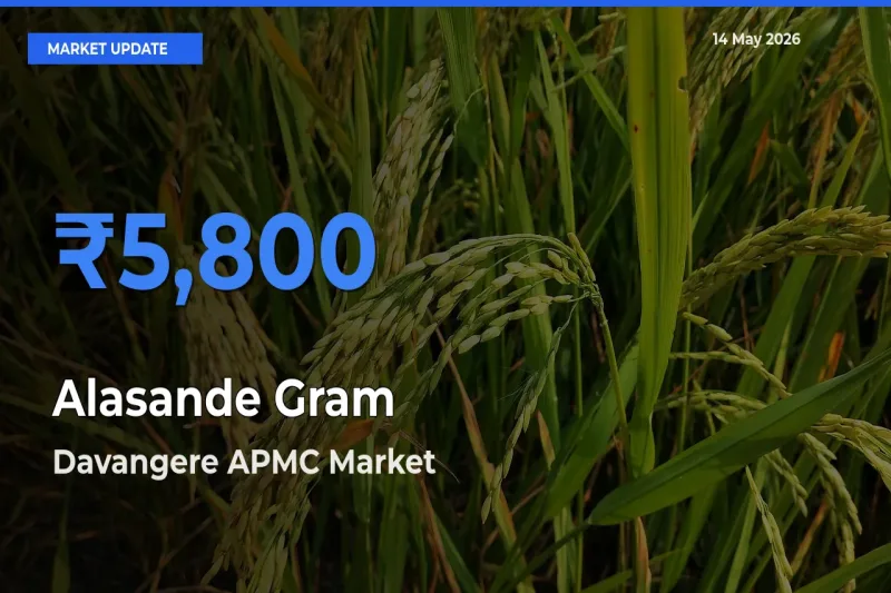 Market Watch: Davangere APMC Becomes Top Mandi for Alasande Gram