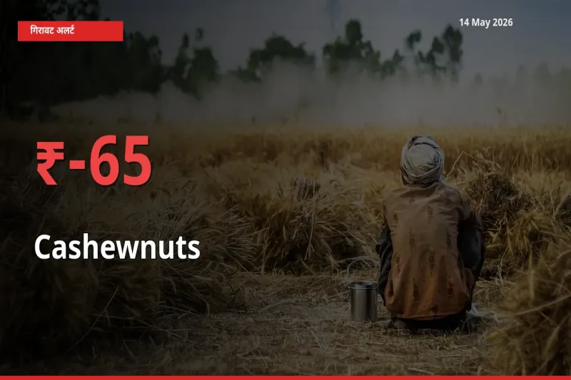 आज का मंडी भाव: काजू के दाम मंडी में 64.86% नीचे