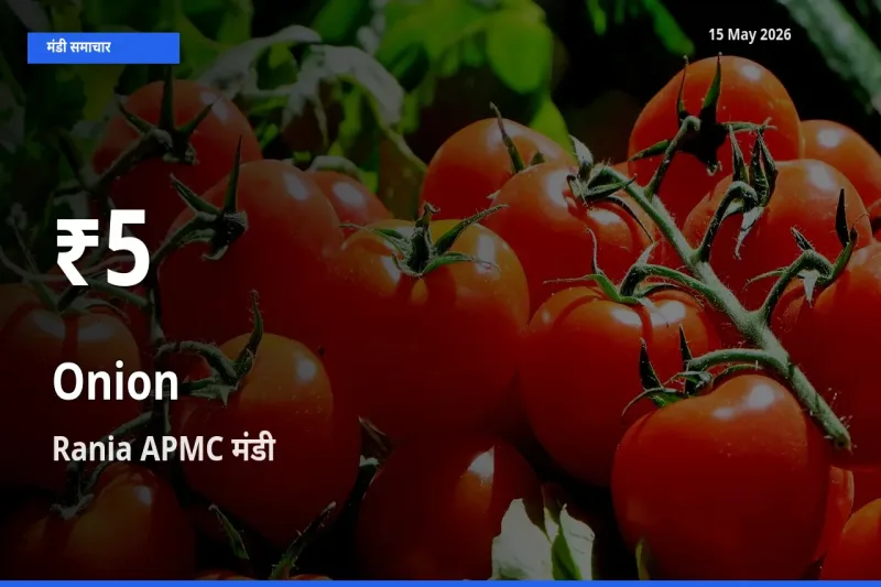 प्याज के दामों में गिरावट, Rania APMC में 30 दिन का न्यूनतम भाव
