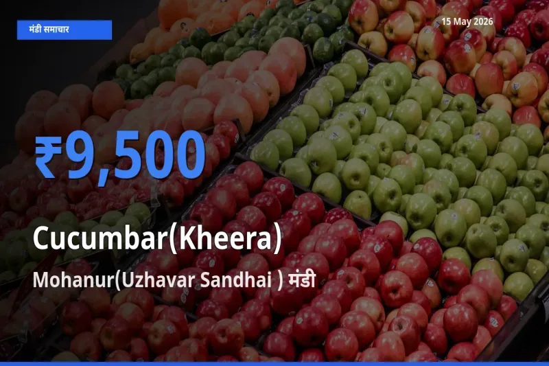 बाज़ार संकेत: Mohanur(Uzhavar Sandhai ) बना खीरा के लिए आज की टॉप मंडी