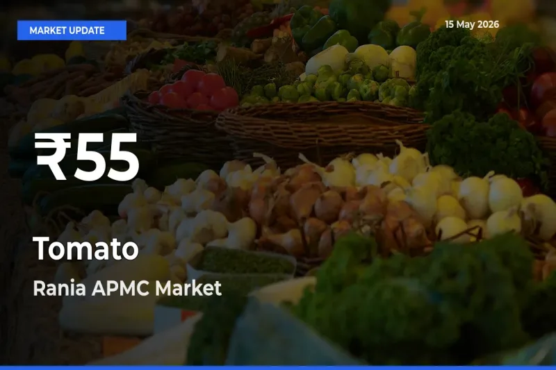 Tomato Mandi Rate Today: 30-Day Low Recorded in Rania APMC