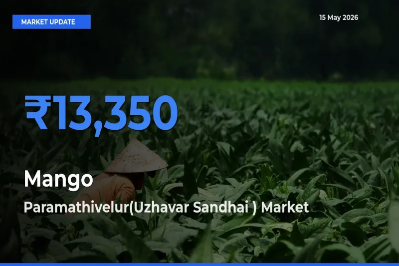 Paramathivelur(Uzhavar Sandhai ) Offers ₹13,350 – Highest Mango Rate Today