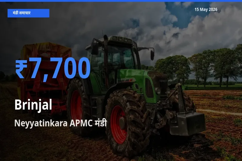 आज बैंगन के सबसे ज़्यादा दाम Neyyatinkara APMC मंडी में दर्ज