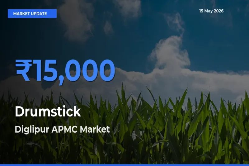 Market Watch: Diglipur APMC Becomes Top Mandi for Drumstick