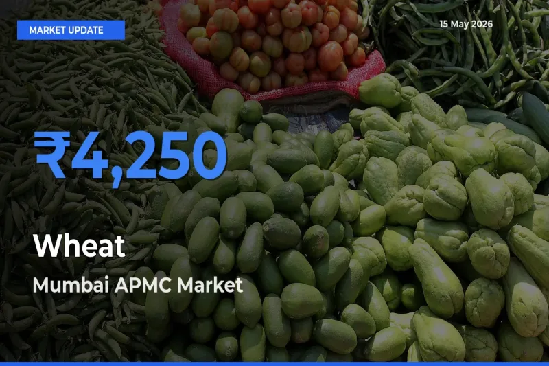 Market Watch: Mumbai APMC Becomes Top Mandi for Wheat