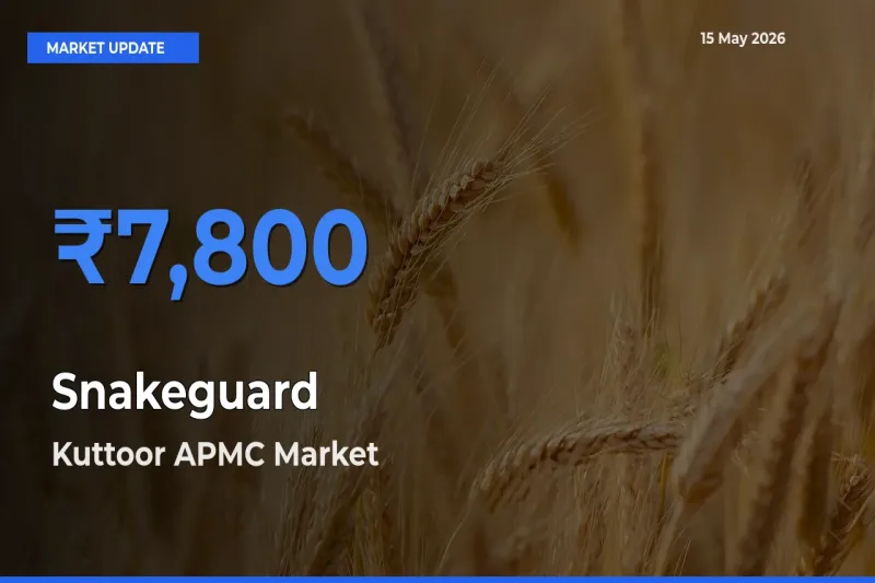 Snakeguard Mandi Rate Today: Kuttoor APMC Tops the List