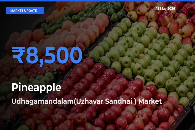 Udhagamandalam(Uzhavar Sandhai ) Emerges as Top Mandi for Pineapple Prices Today