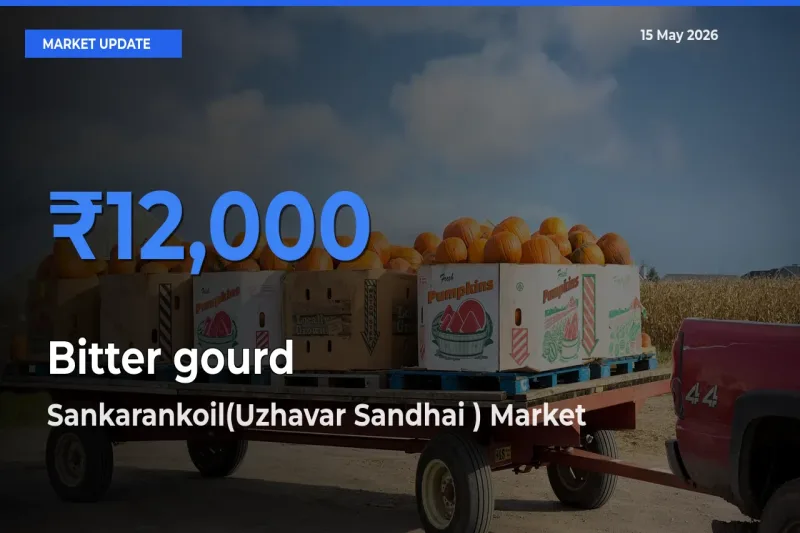 Farmers Prefer Sankarankoil(Uzhavar Sandhai ) as Bitter gourd Hits Highest Rate