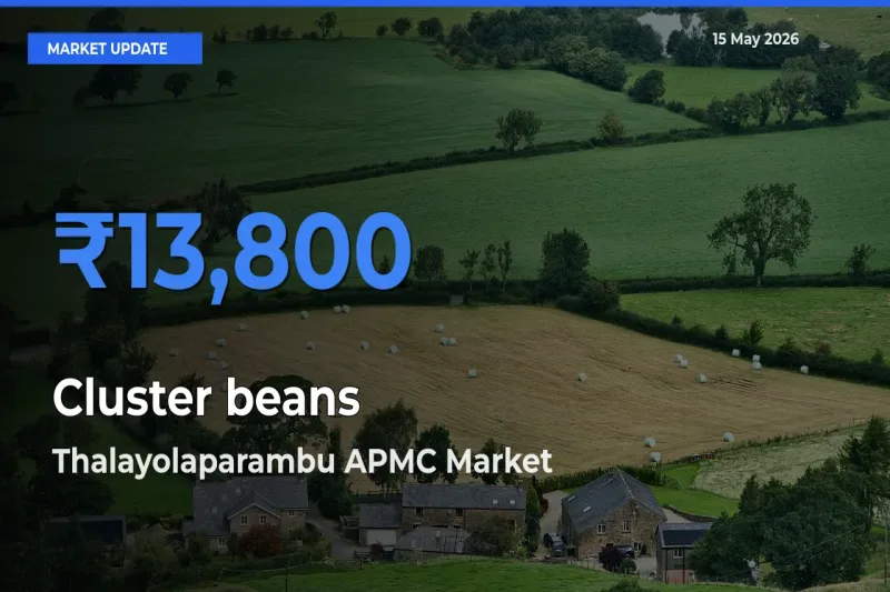 Thalayolaparambu APMC Tops Cluster beans Rates – May 15 Market Update
