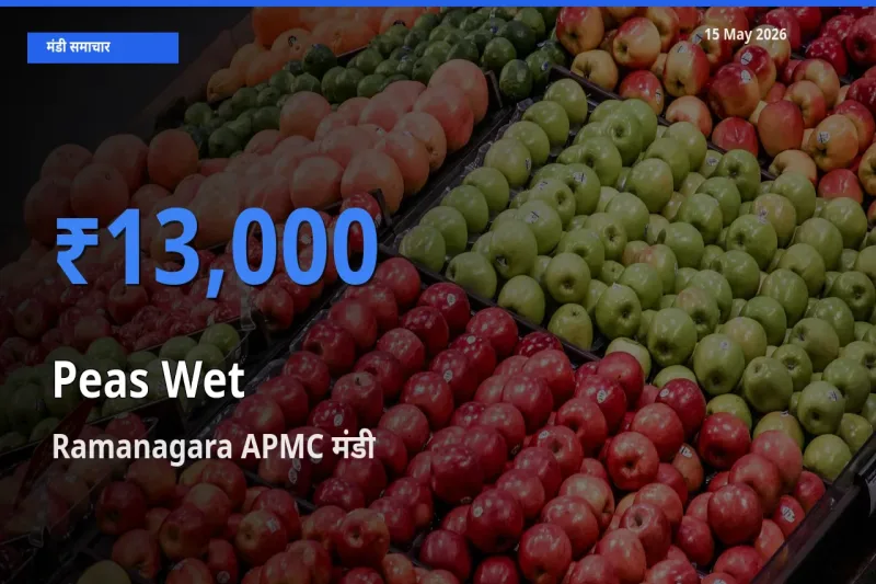 आज हरी मटर के सबसे ऊँचे दाम ₹13,000 Ramanagara APMC मंडी में
