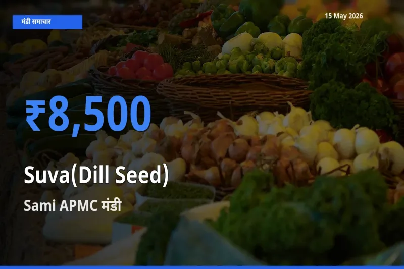 Sami APMC मंडी में सुवा (डिल सीड्स) ₹8,500 पर पहुँचा – आज का सर्वोच्च भाव