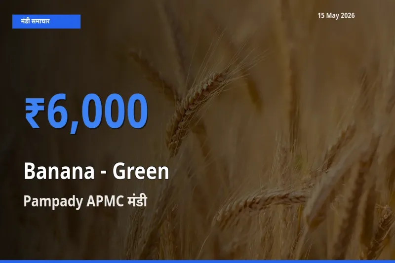 आज केला - हरा के सबसे ज़्यादा दाम Pampady APMC मंडी में दर्ज