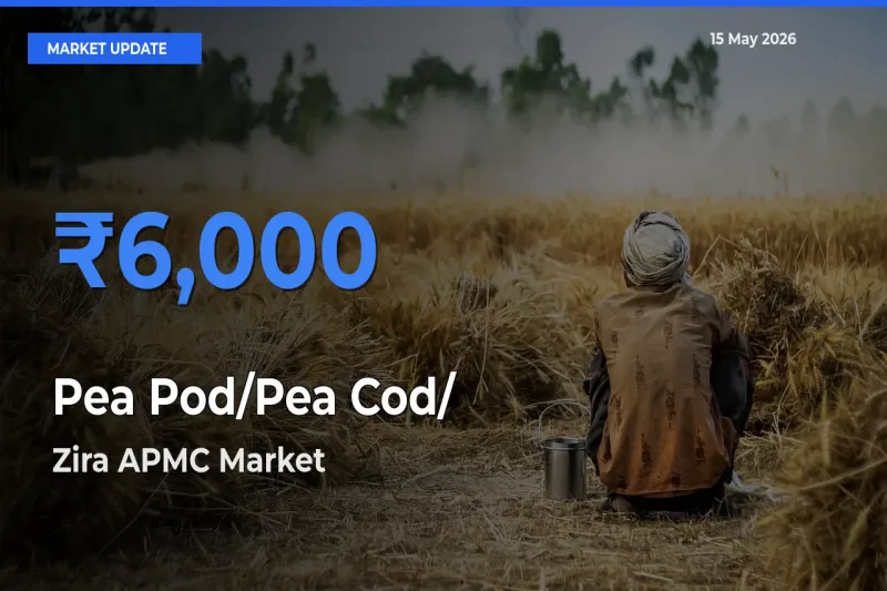 Pea Pod/Pea Cod/हरी मटर Mandi Rate Today: Zira APMC Tops the List