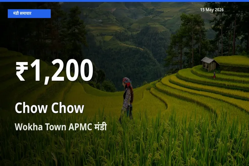चाउ चाउ के दाम 30 दिनों के सबसे निचले स्तर पर, Wokha Town APMC