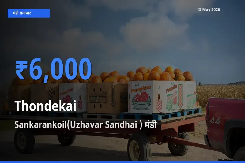 आज कुंदरू के सबसे ज़्यादा दाम Sankarankoil(Uzhavar Sandhai ) मंडी में दर्ज