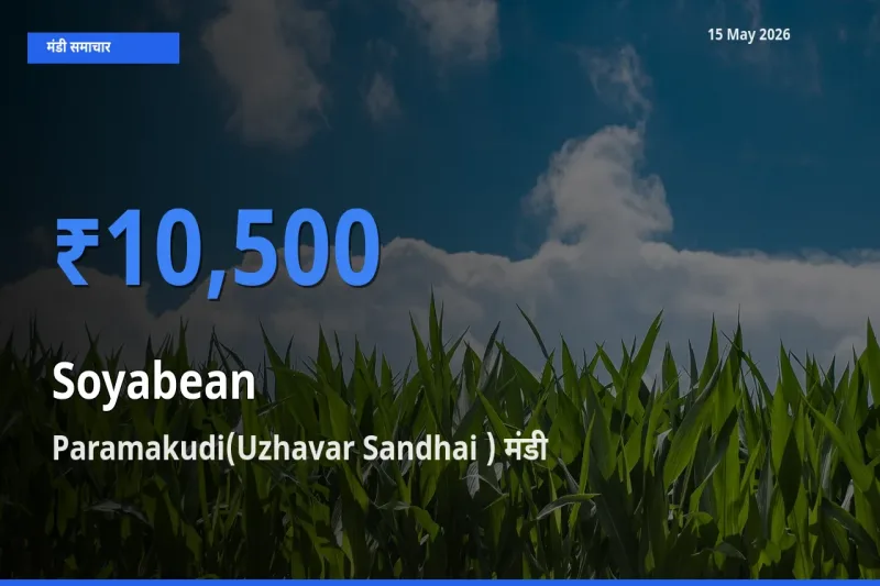 Paramakudi(Uzhavar Sandhai ) मंडी में सोयाबीन ₹10,500 पर पहुँचा – आज का सर्वोच्च भाव