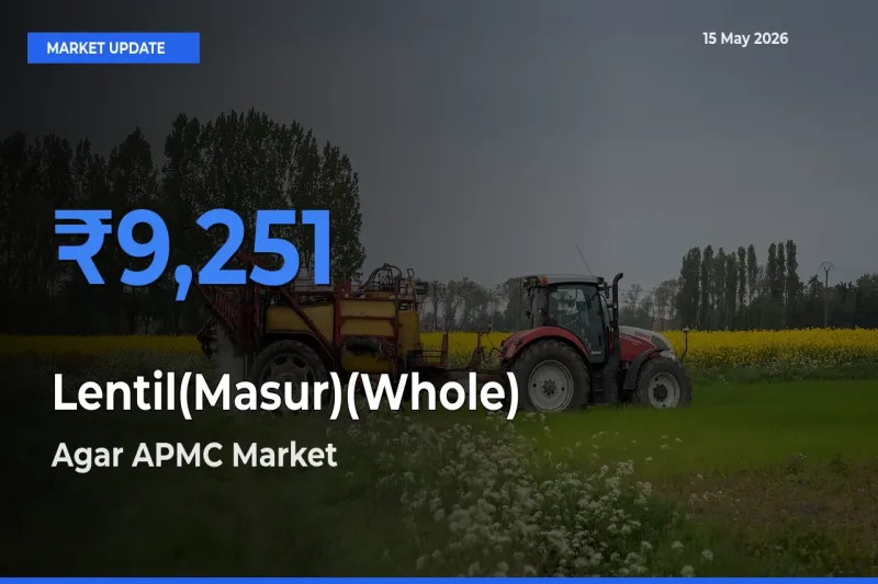 Agar APMC Offers ₹9,251 – Highest Lentil(Masur)(Whole) Rate Today