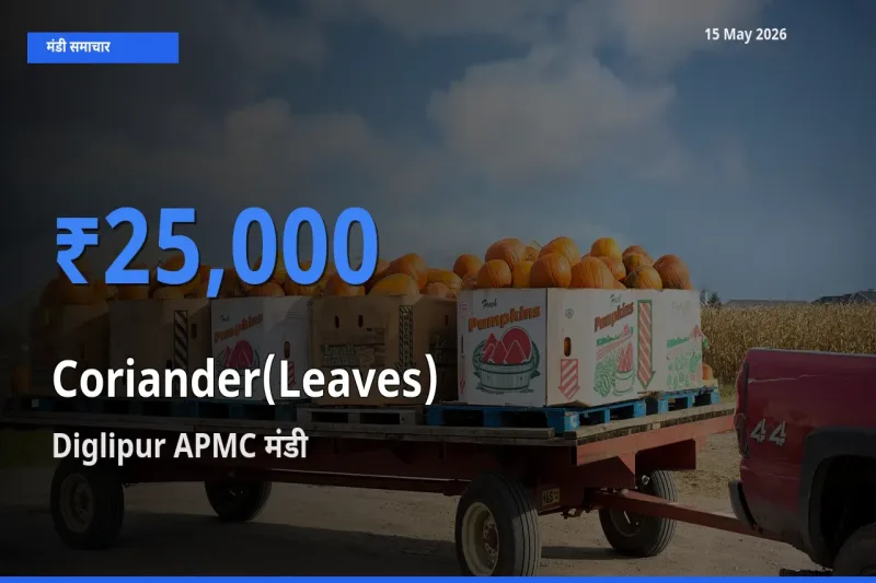 Diglipur APMC मंडी में हरा धनिया ₹25,000 पर पहुँचा – आज का सर्वोच्च भाव