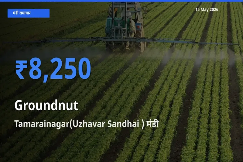 आज का मंडी भाव: मूंगफली के सबसे ज़्यादा दाम Tamarainagar(Uzhavar Sandhai ) में