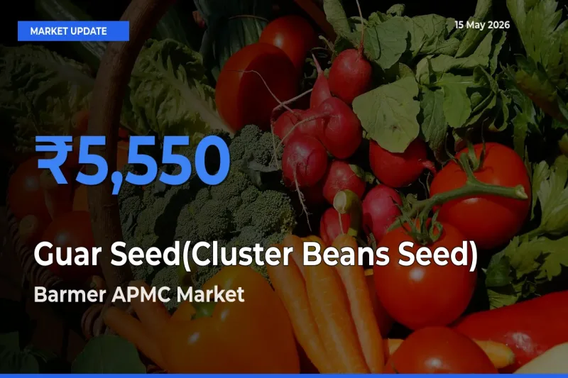Market Watch: Barmer APMC Becomes Top Mandi for Guar Seed(Cluster Beans Seed)