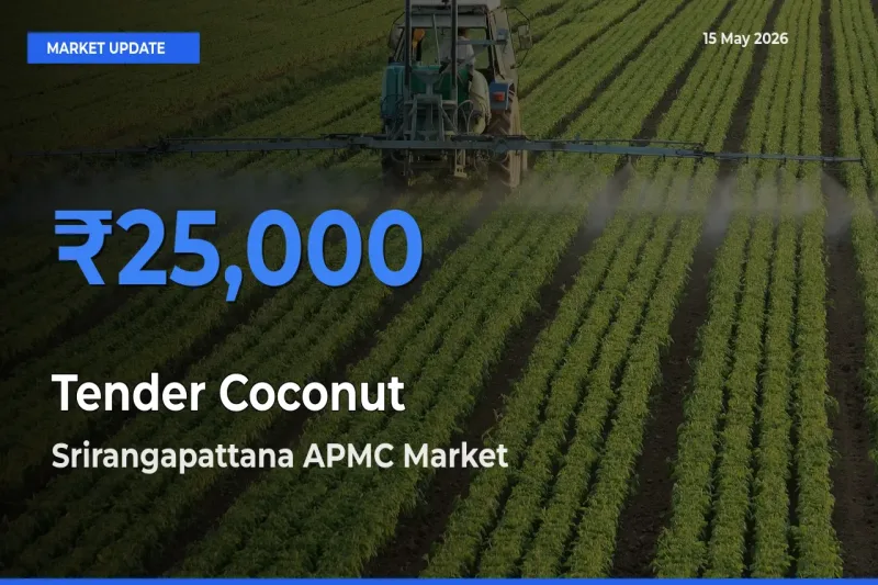 Srirangapattana APMC Emerges as Top Mandi for Tender Coconut Prices Today