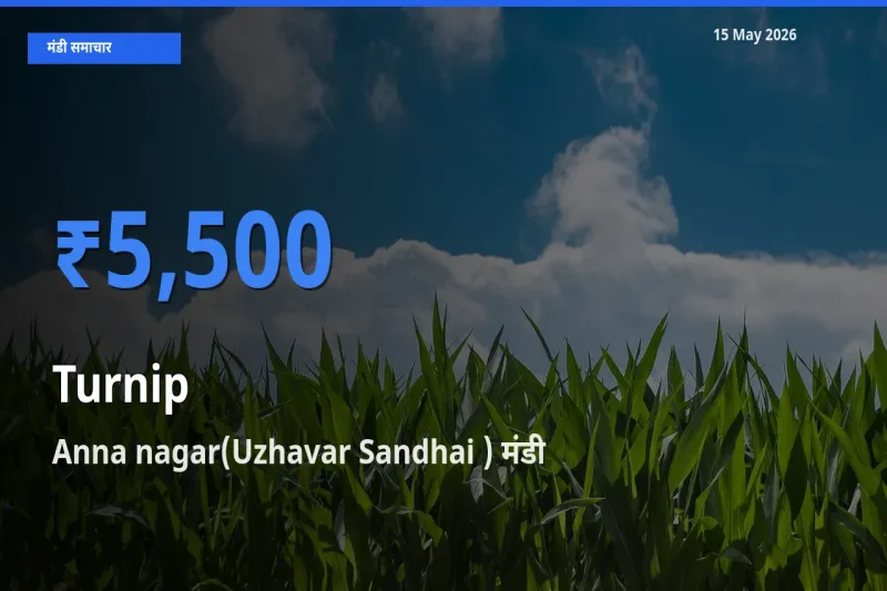 आज का मंडी भाव: शलजम के सबसे ज़्यादा दाम Anna nagar(Uzhavar Sandhai ) में