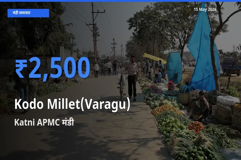 आज कोदो बाजरा के सबसे ज़्यादा दाम Katni APMC मंडी में दर्ज